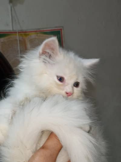 Persian cats/male cats