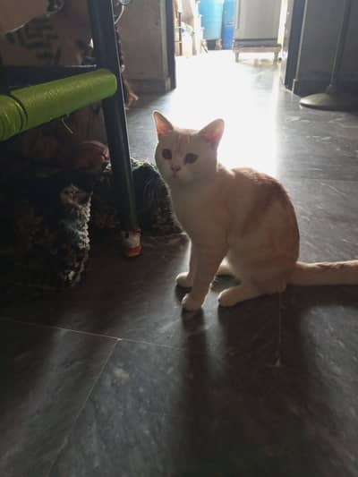 Two cats one female, one male washroom trend for sale