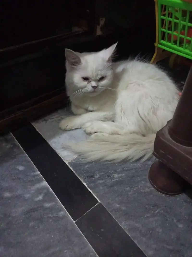 Two cats one female, one male washroom trend for sale — photo 2