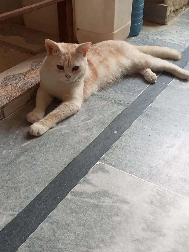Two cats one female, one male washroom trend for sale — photo 3