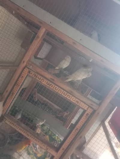 love birds alpino