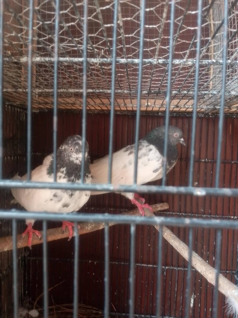 good quality pair 1