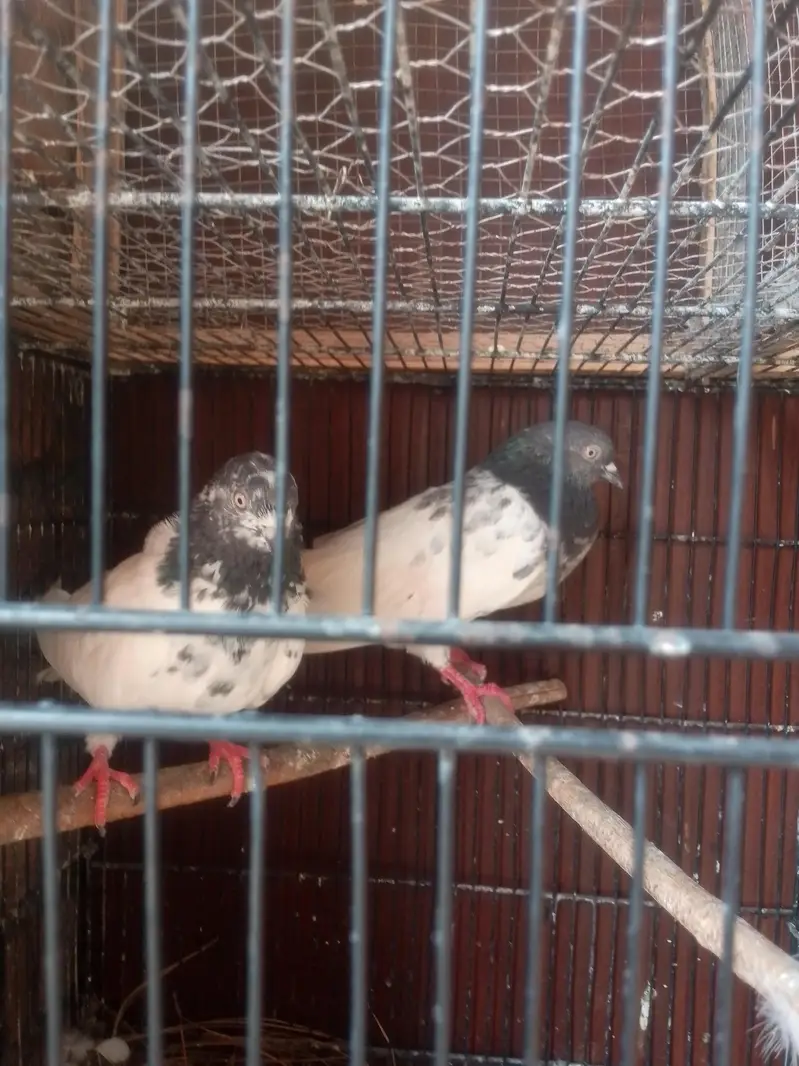 good quality pair — photo 2