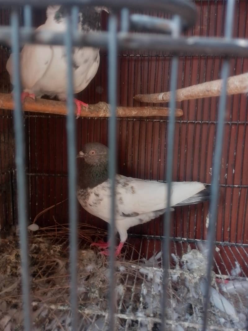 good quality pair 3