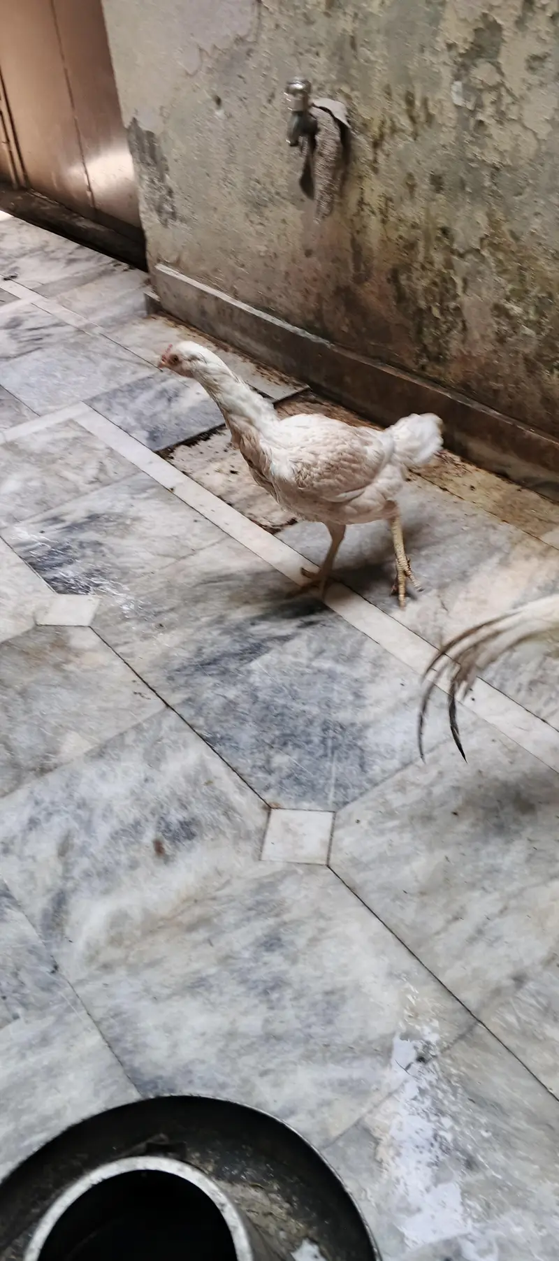 Heera Aseel — photo 2