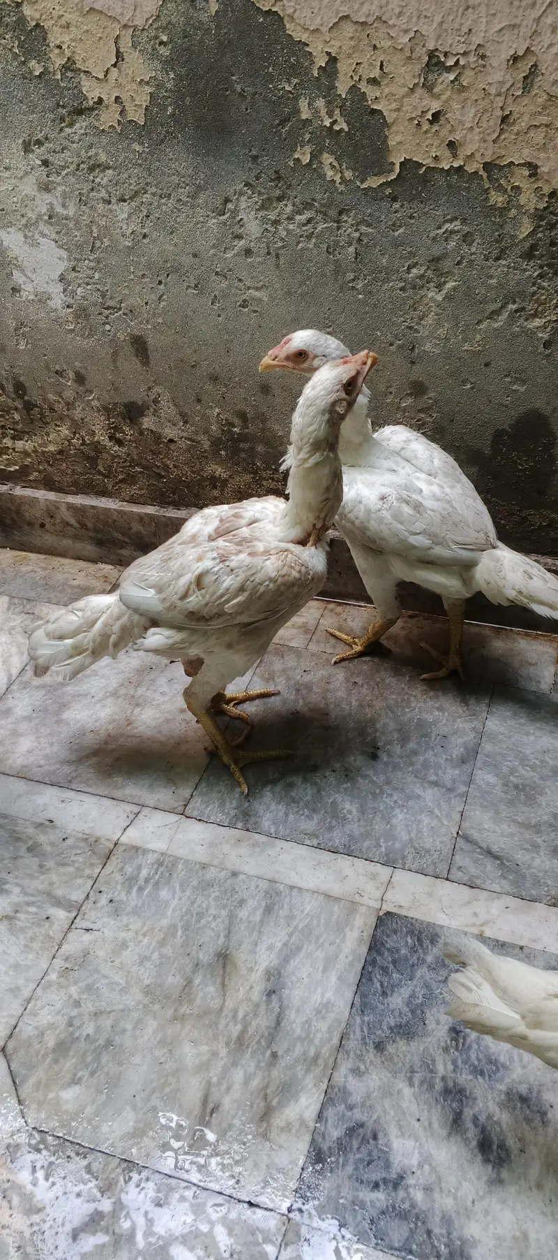 Heera Aseel — photo 5
