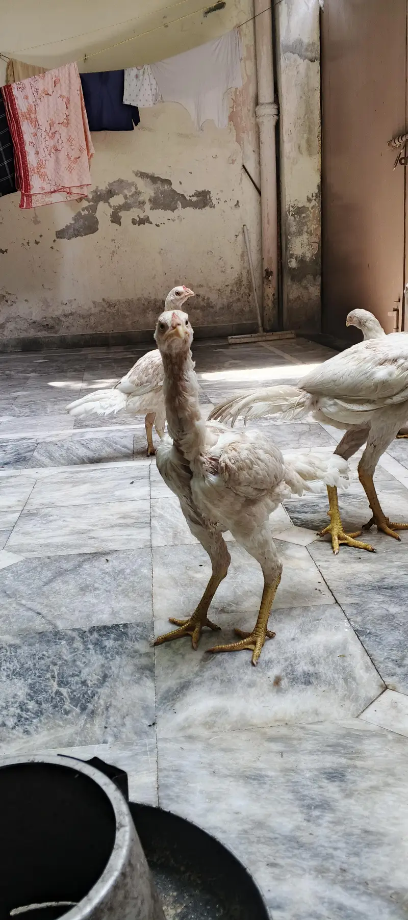 Heera Aseel — photo 8