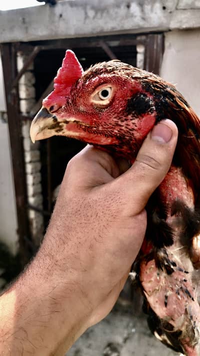 2 Armohi  hens  1 Pure Rampuri Aseel