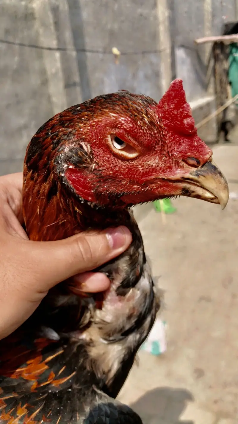 2 Armohi  hens  1 Pure Rampuri Aseel — photo 2