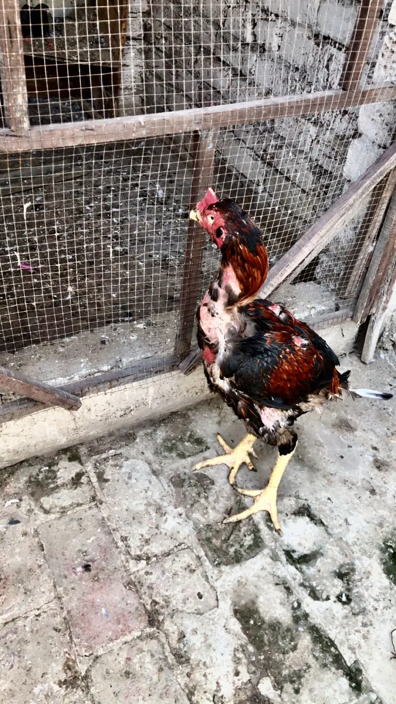2 Armohi  hens  1 Pure Rampuri Aseel — photo 3