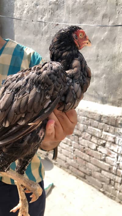 2 Armohi  hens  1 Pure Rampuri Aseel