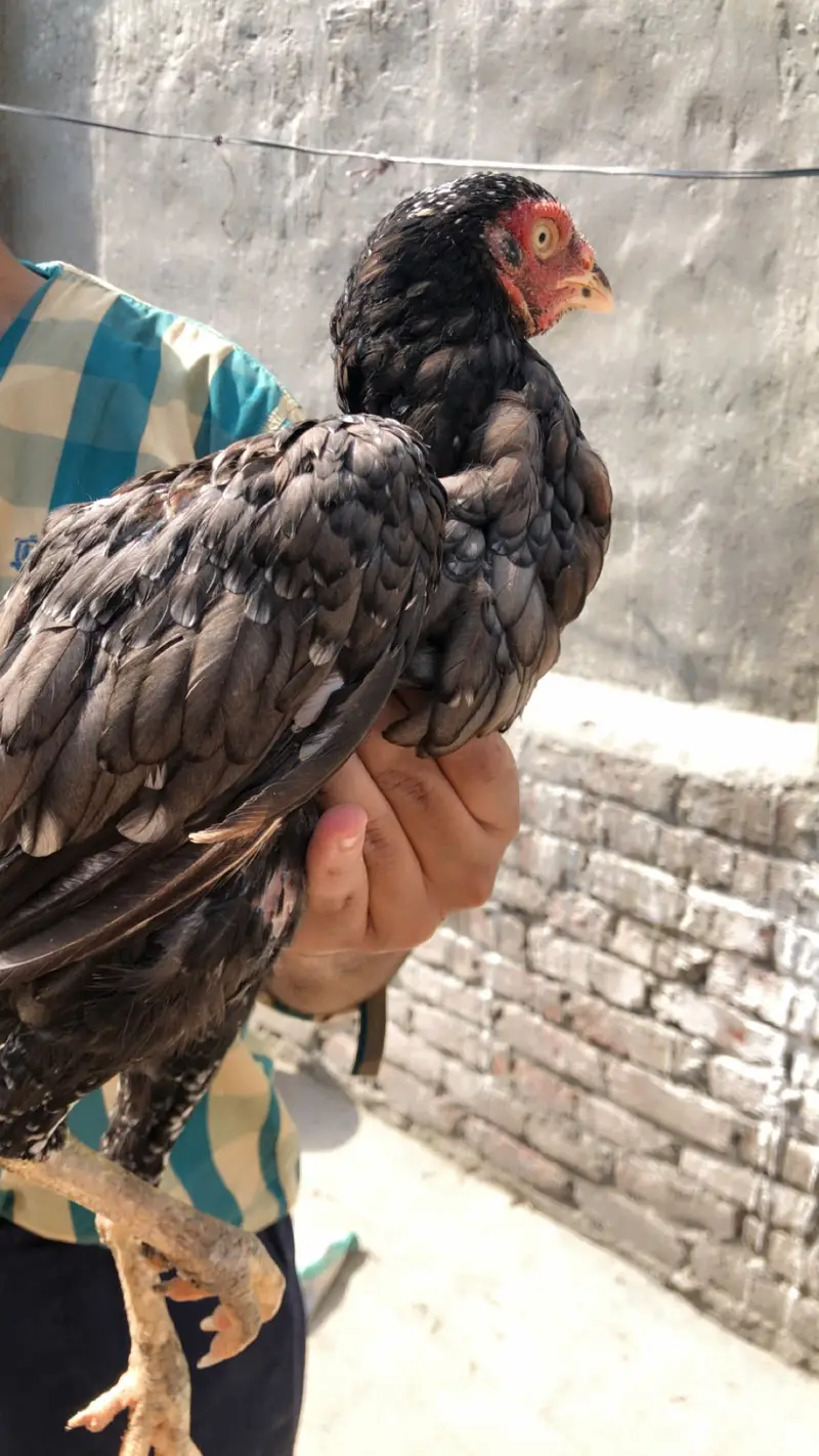 2 Armohi  hens  1 Pure Rampuri Aseel — photo 4