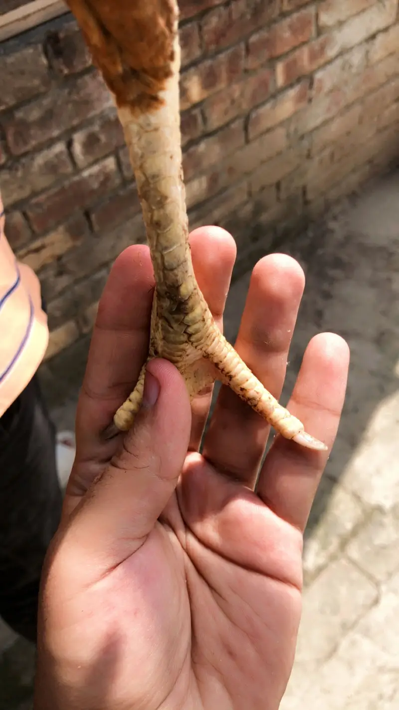 2 Armohi  hens  1 Pure Rampuri Aseel — photo 6