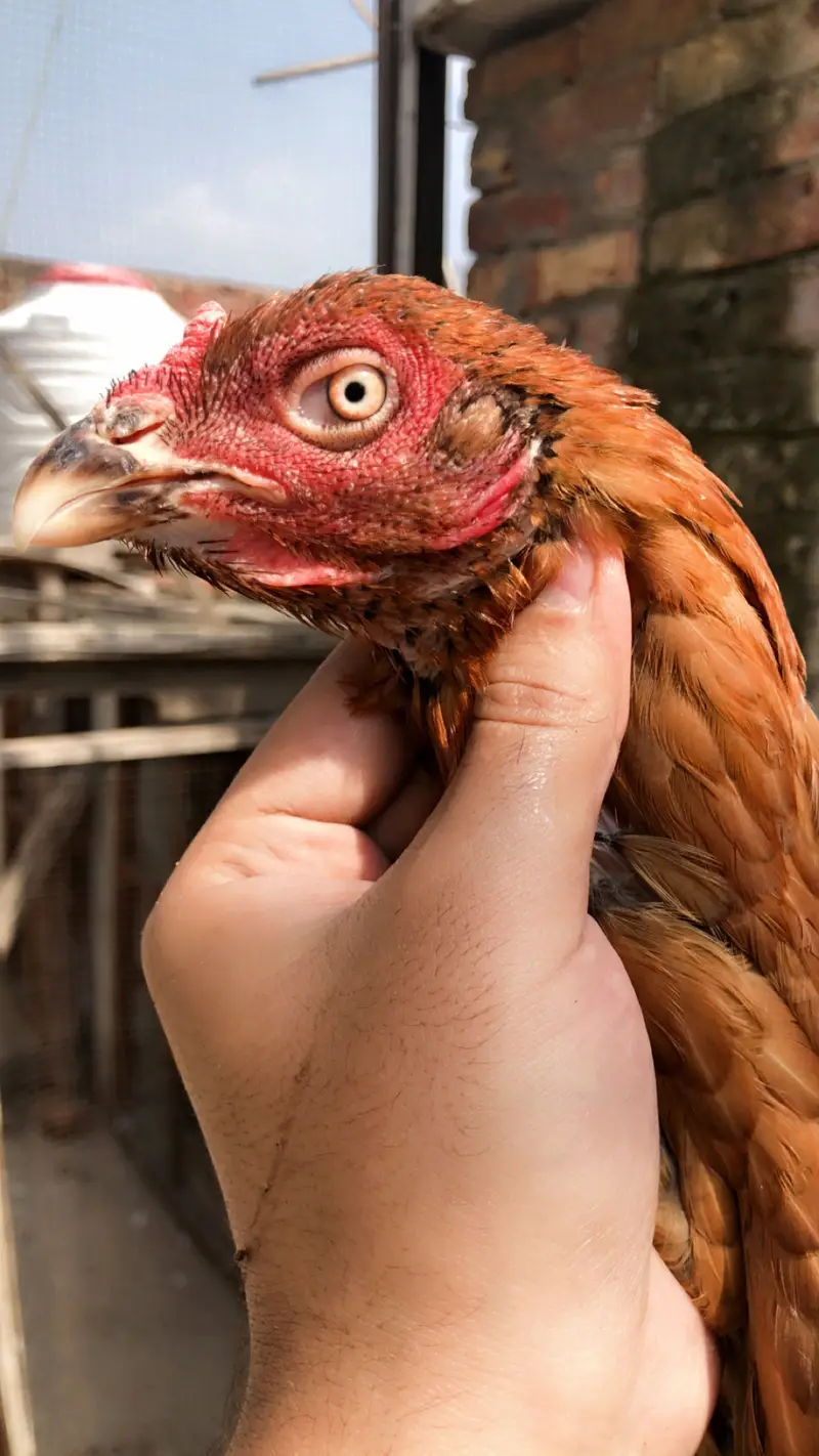 2 Armohi  hens  1 Pure Rampuri Aseel — photo 7