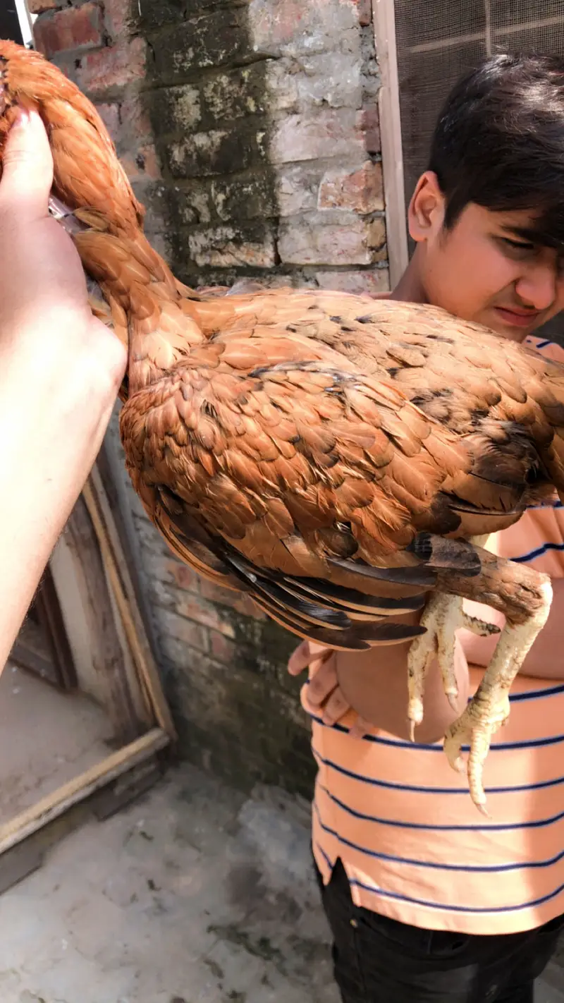 2 Armohi  hens  1 Pure Rampuri Aseel — photo 8