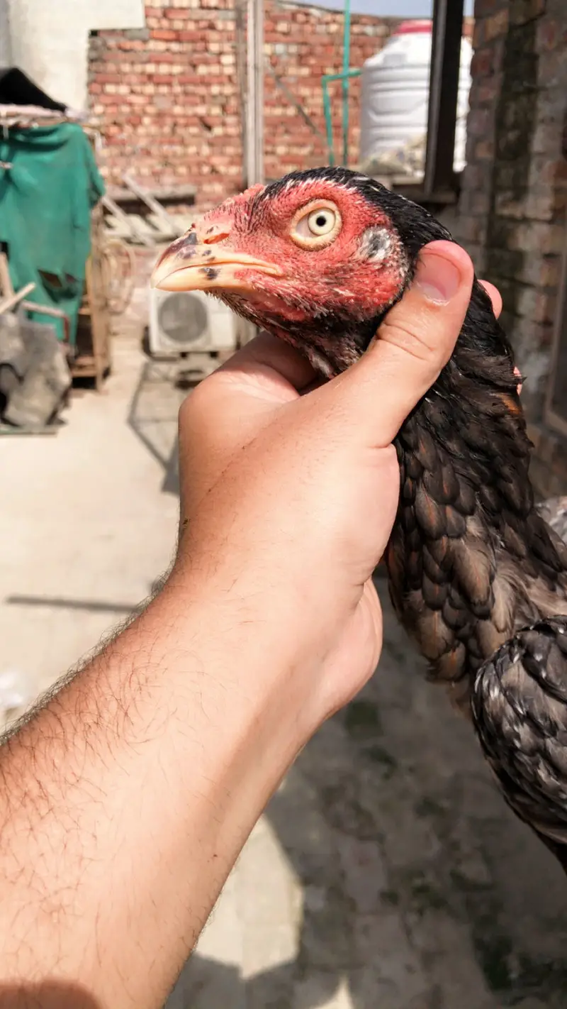 2 Armohi  hens  1 Pure Rampuri Aseel — photo 9