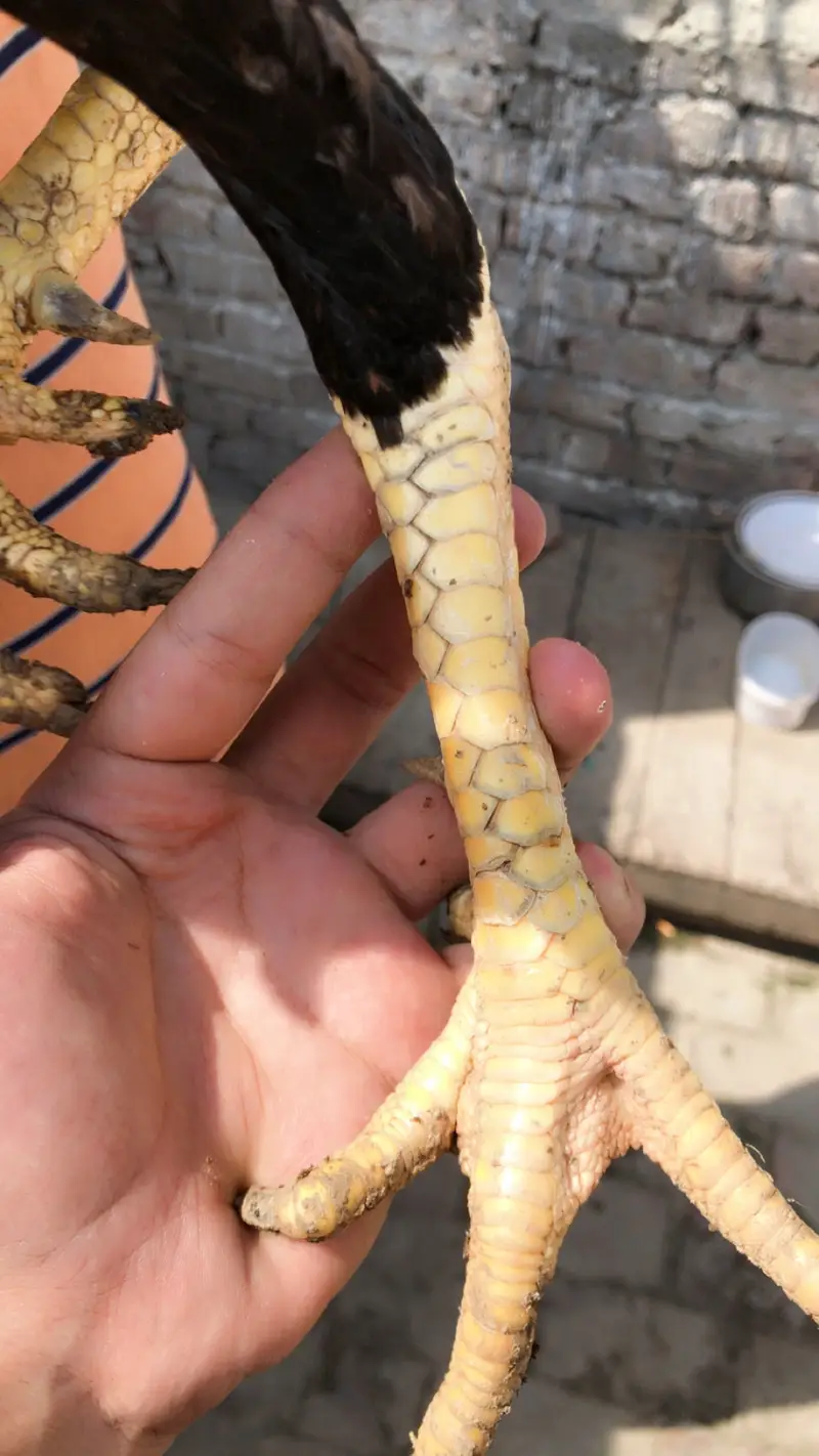2 Armohi  hens  1 Pure Rampuri Aseel — photo 10