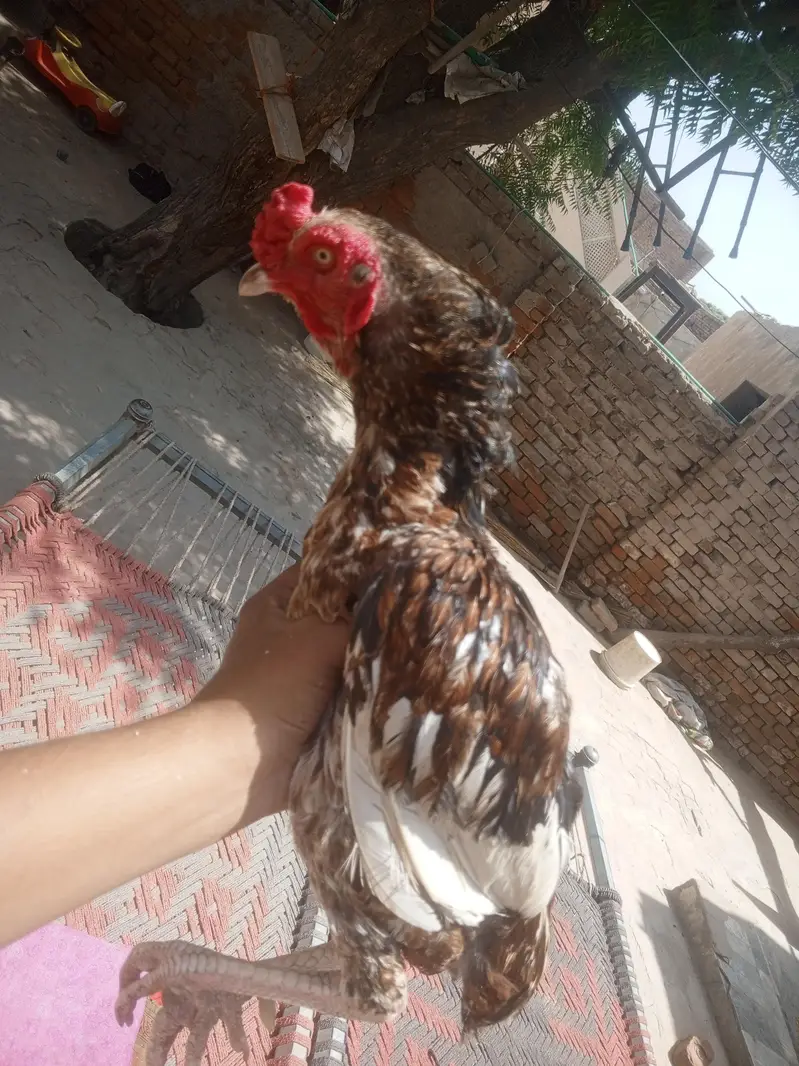 desi aseel murga — photo 3