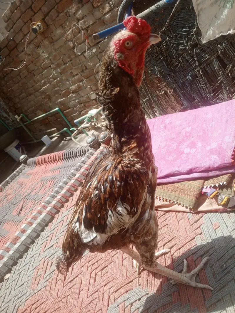 desi aseel murga — photo 4