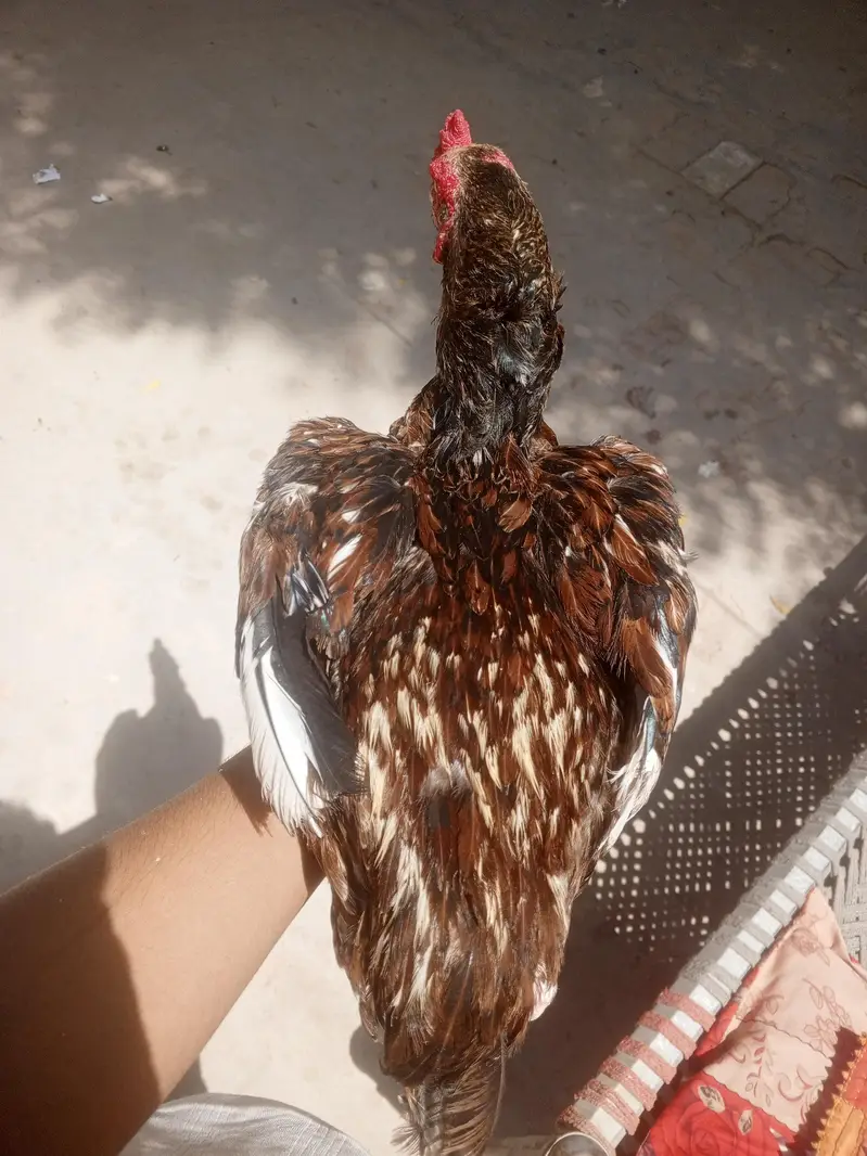 desi aseel murga — photo 5