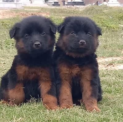 german shepherd puppies for