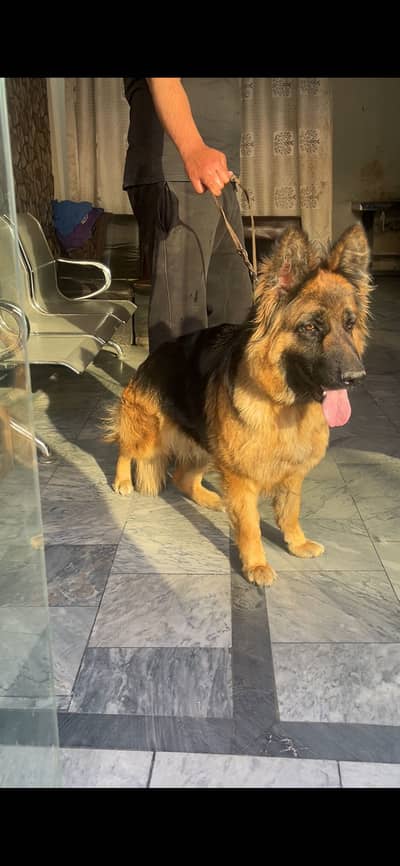 Pregnant German shepherd female