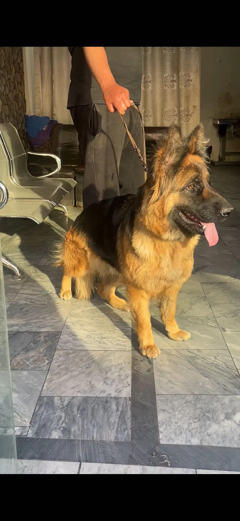 Pregnant German shepherd female — photo 2