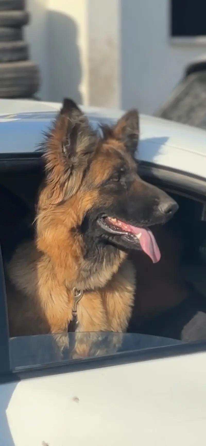 Pregnant German shepherd female — photo 3