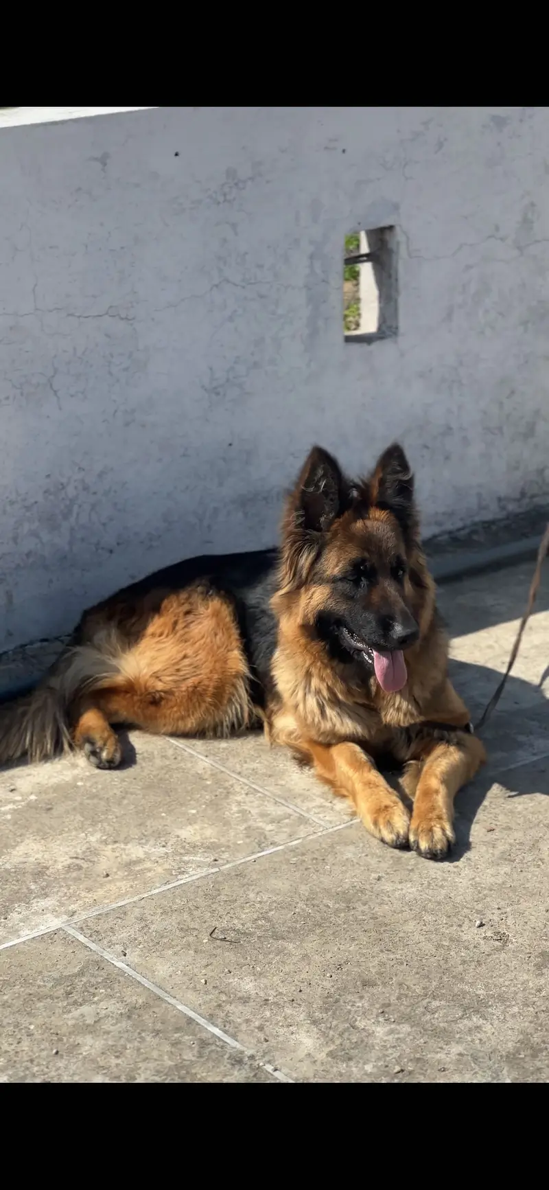 Pregnant German shepherd female — photo 4
