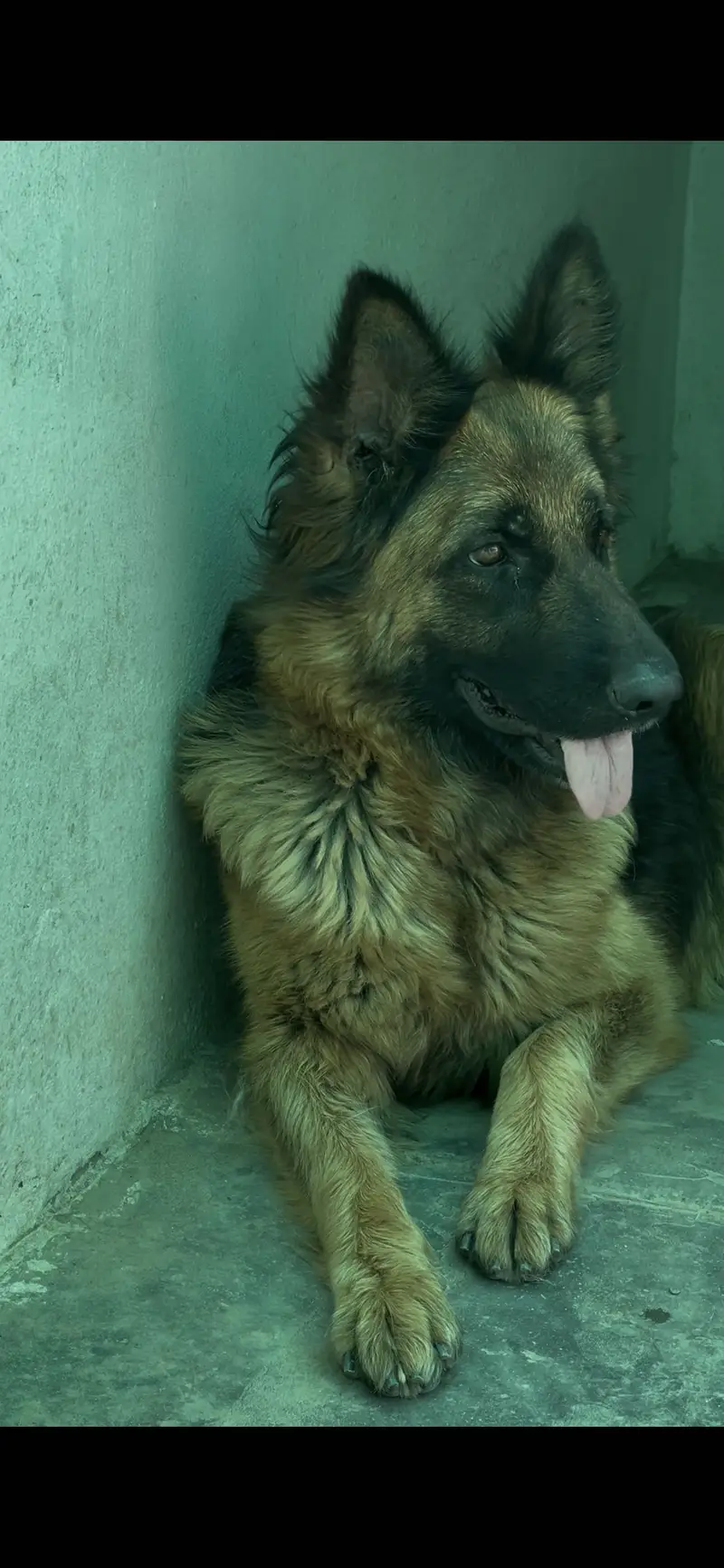 Pregnant German shepherd female — photo 5