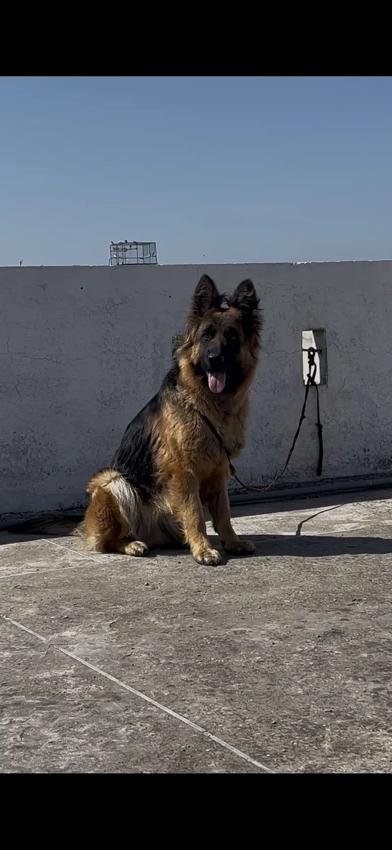 Pregnant German shepherd female — photo 6
