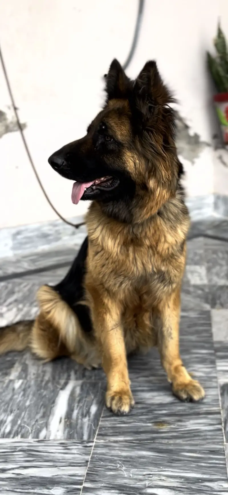 Pregnant German shepherd female — photo 8