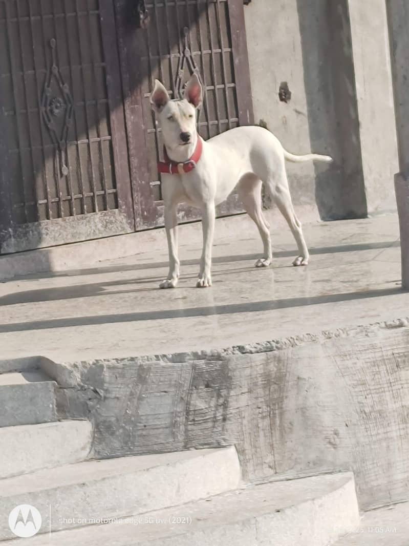 gulteri 1