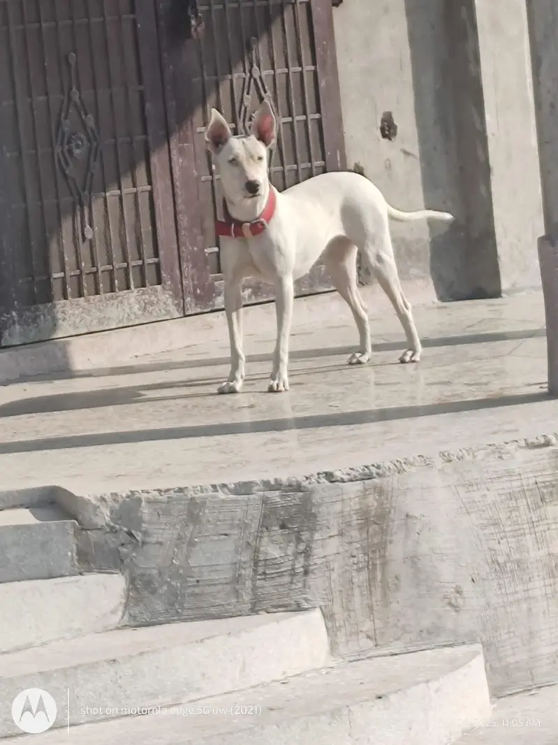 gulteri — photo 2
