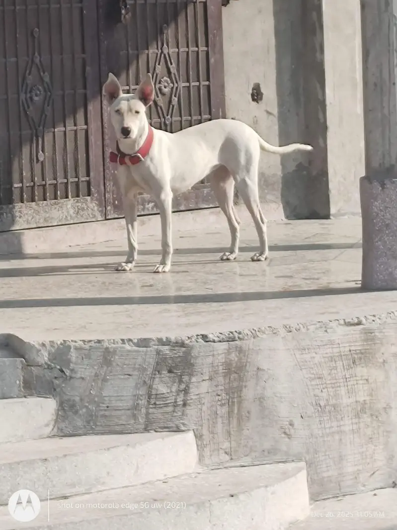 gulteri — photo 3