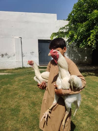 King shamo chicks