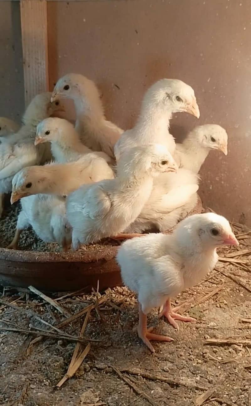 King shamo chicks 1