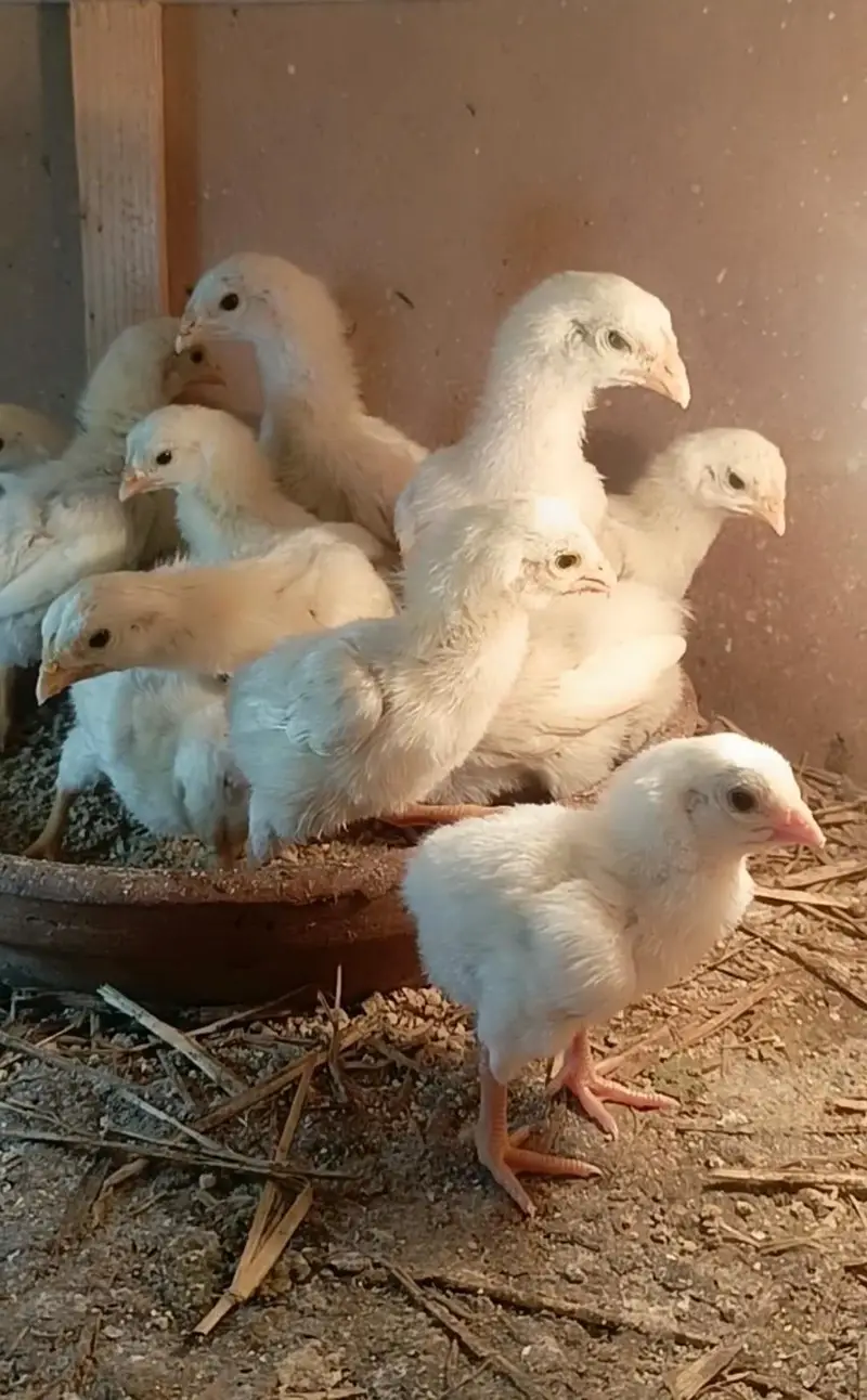 King shamo chicks — photo 2