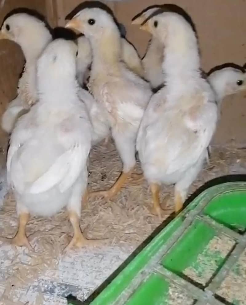 King shamo chicks 2