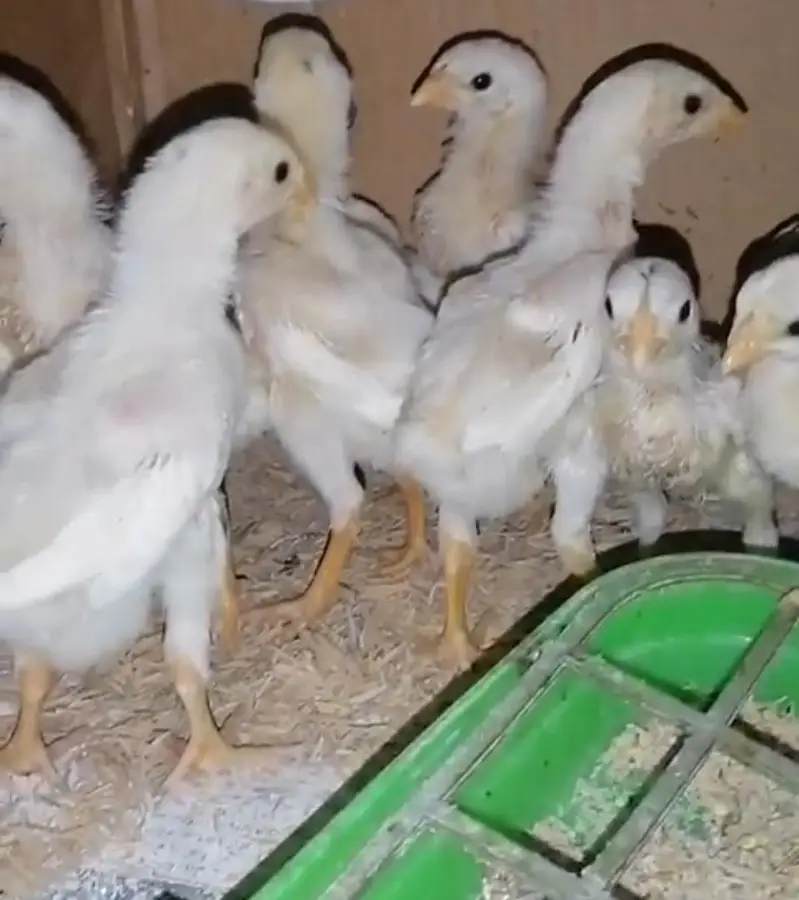 King shamo chicks — photo 4