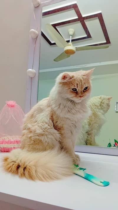 Persian triple coat cat for sale