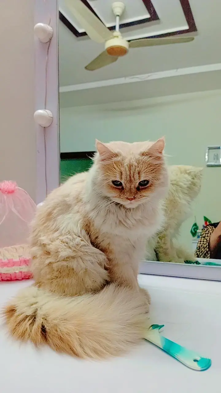Persian triple coat cat for sale — photo 2