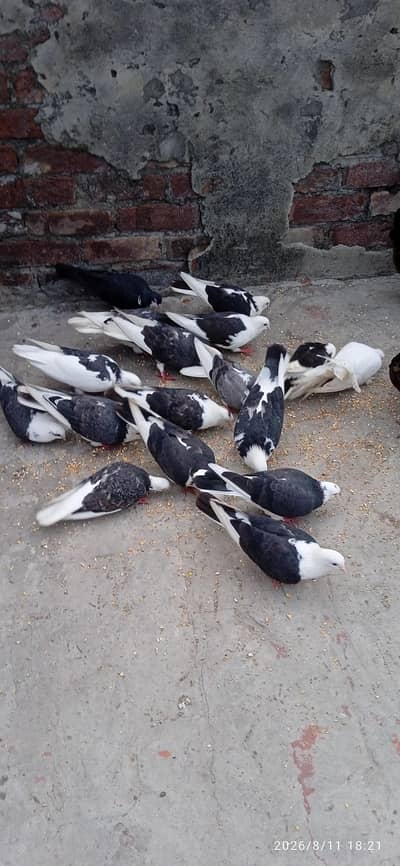 sherazi pigeons for sale