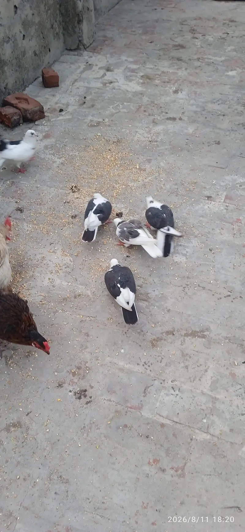 sherazi pigeons for sale — photo 2