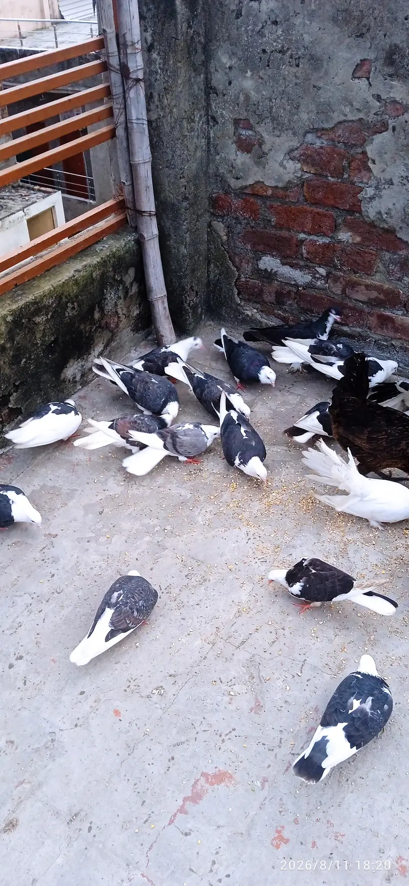 sherazi pigeons for sale — photo 3