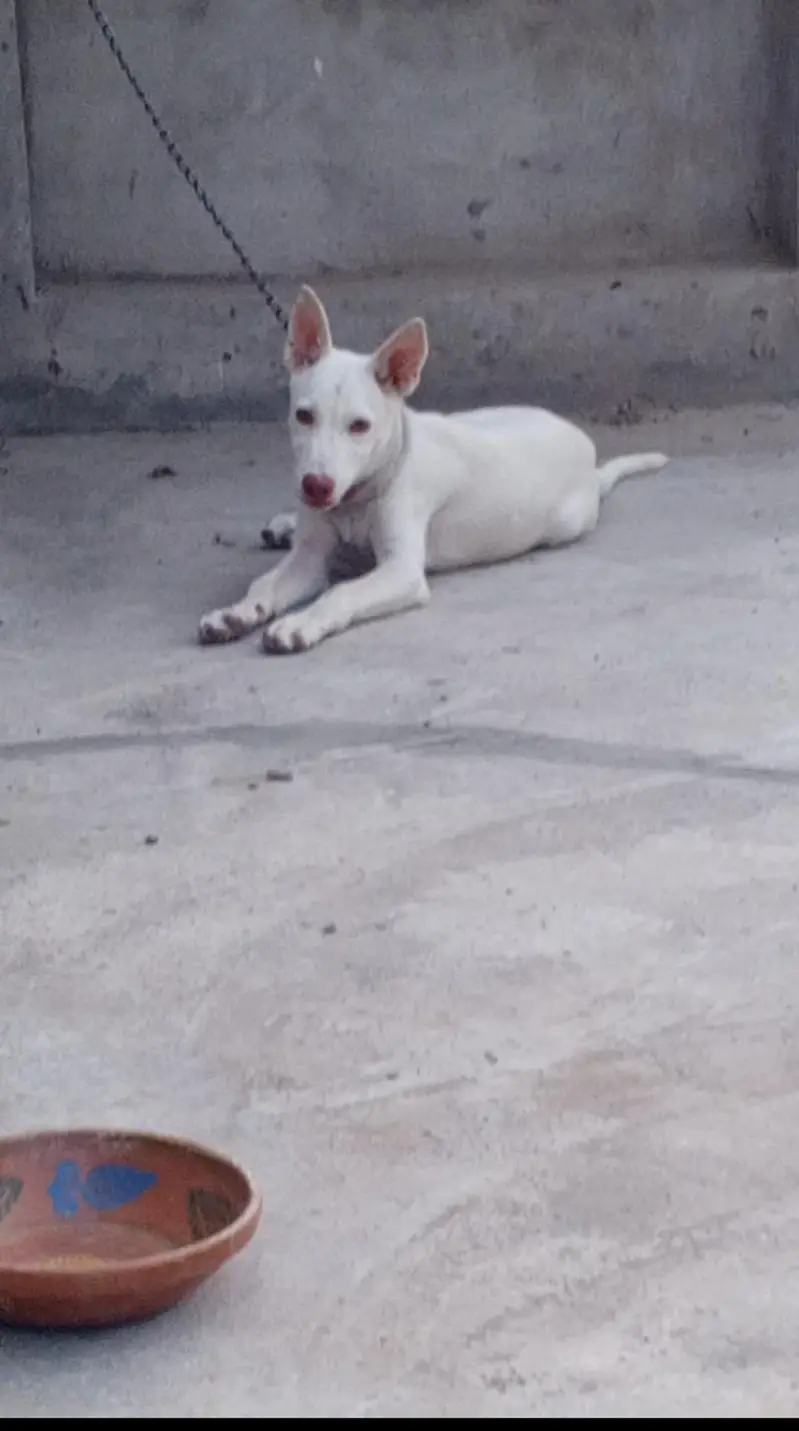 gultair puppy dog — photo 3