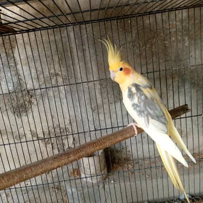 cockatiel