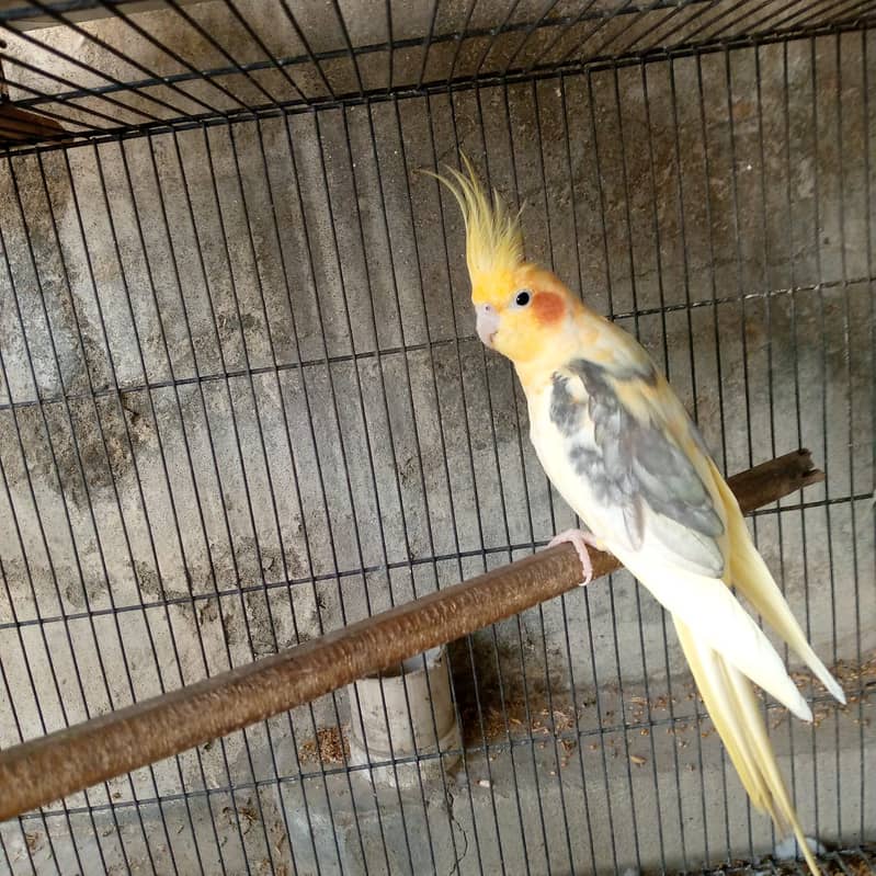 cockatiel 0