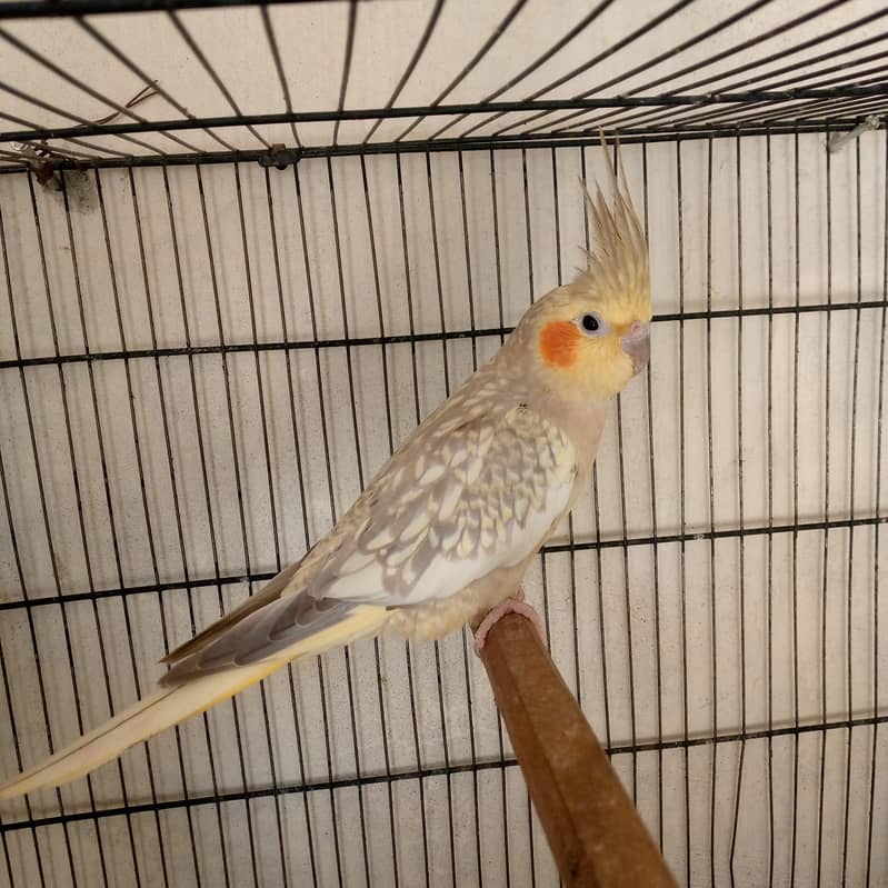 cockatiel 1