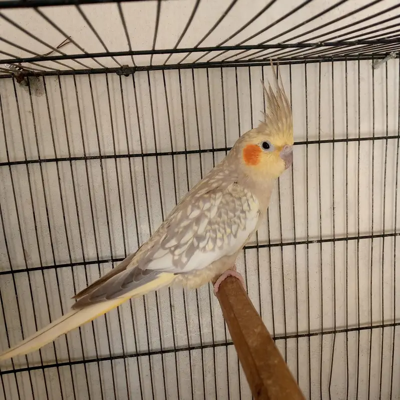 cockatiel — photo 2